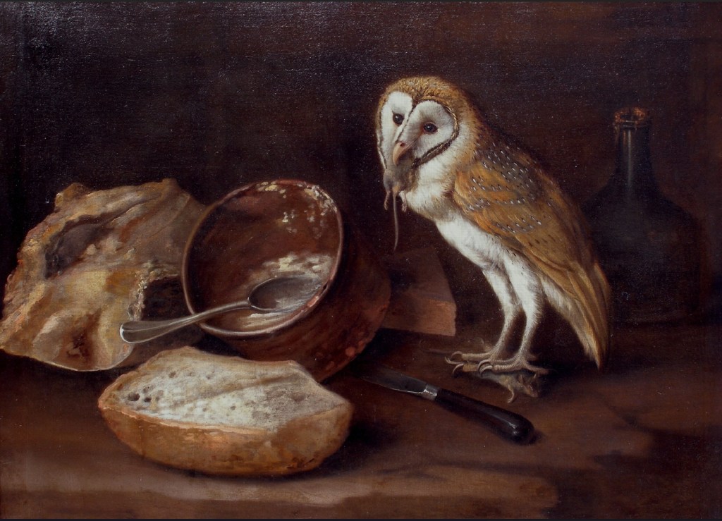 Barn Owl